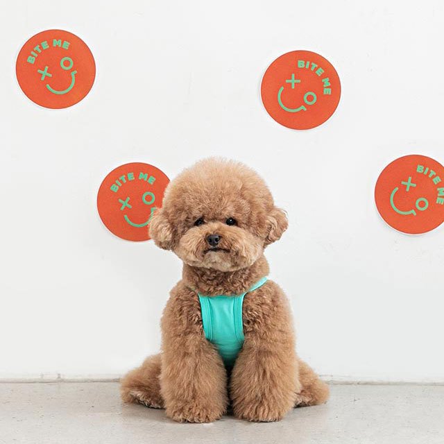 too cool for crop tシャツ ペット 犬 猫 服 かわいい 冷感 可愛い おしゃれ トップス メッシュ 涼しい 夏 韓国 バイトミー グッズ ペットグッズ 小型 中型