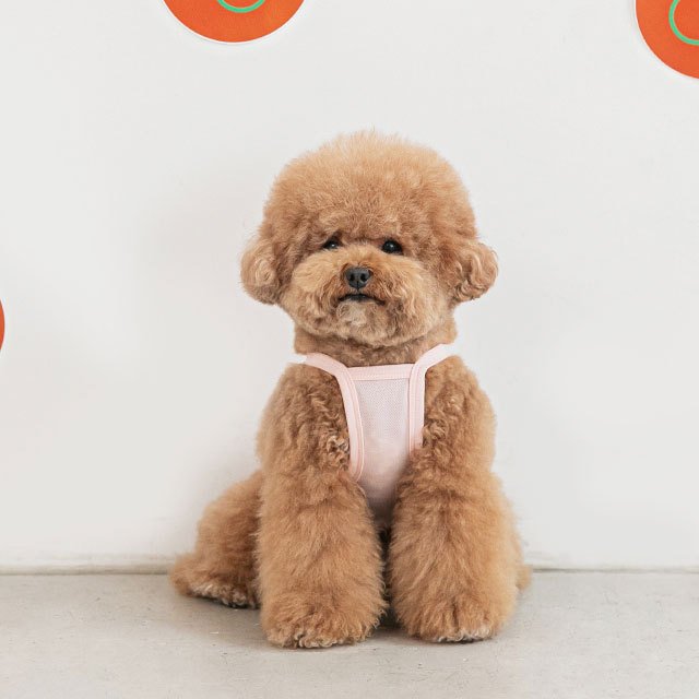 too cool for crop tシャツ ペット 犬 猫 服 かわいい 冷感 可愛い おしゃれ トップス メッシュ 涼しい 夏 韓国 バイトミー グッズ ペットグッズ 小型 中型