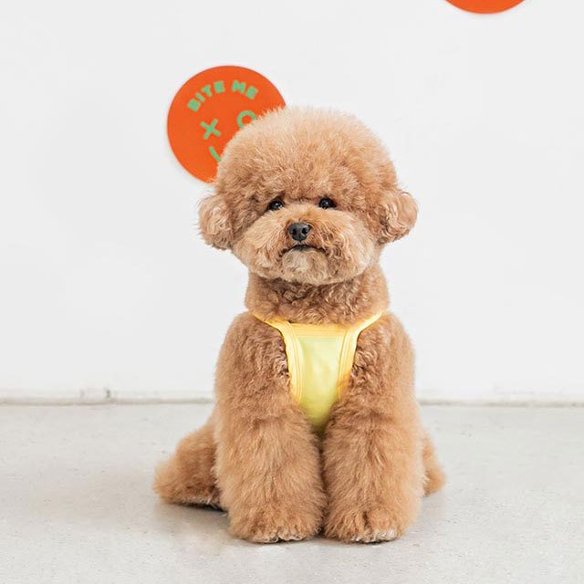 too cool for crop tシャツ ペット 犬 猫 服 かわいい 冷感 可愛い おしゃれ トップス メッシュ 涼しい 夏 韓国 バイトミー グッズ ペットグッズ 小型 中型