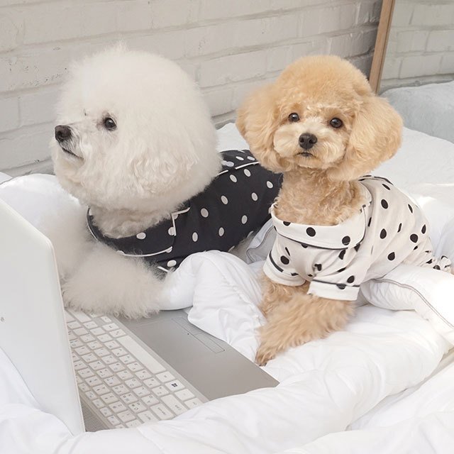 caniche ドット水玉パジャマ 犬 用 服 洋服 犬の服 パジャマ つなぎ ロンパース かわいい おしゃれ オシャレ オールインワン 小型犬 韓国