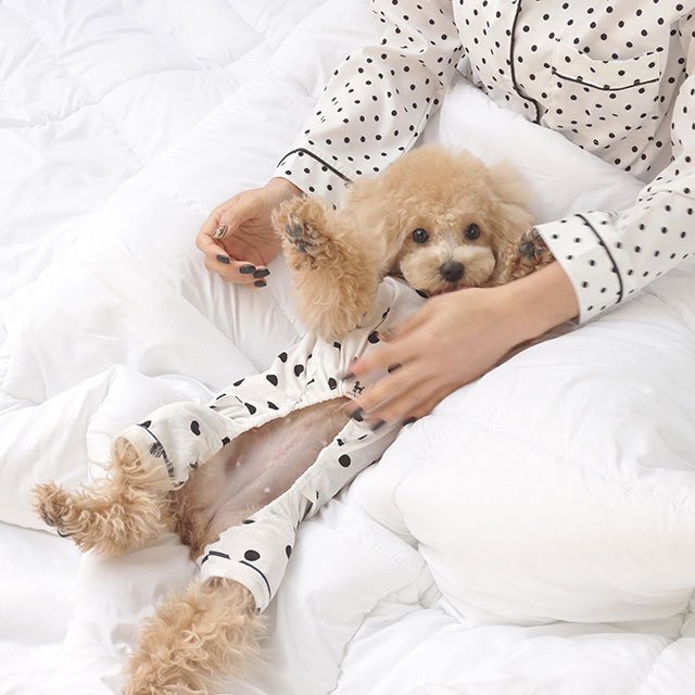 caniche ドット水玉パジャマ 犬 用 服 洋服 犬の服 パジャマ つなぎ ロンパース かわいい おしゃれ オシャレ オールインワン 小型犬 韓国