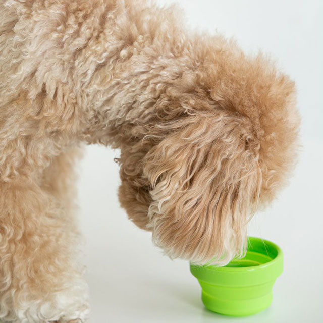 ペット 器 お皿 コップ 犬 猫 シリコン ボウル 折りたたみ カラビナ 犬猫 携帯 水やり 持ち運び 便利 食器 給水 散歩 かわいい